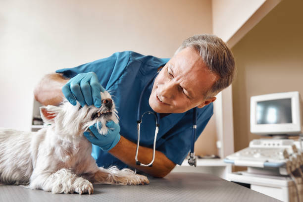 Best 24-Hour Emergency Dentist in Nokomis, IL